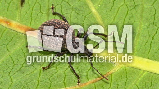 Kompakter Dickmaulrüssler (11).jpg